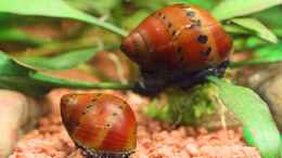 Foto mit Rennschnecken Orange Track / Neritinia sp. 