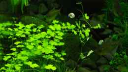 aquarium-von-pseudomugil-darkness_Hydrocotyle cf. tripartita