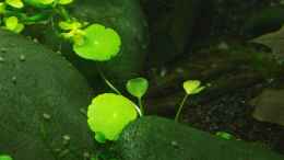 aquarium-von-pseudomugil-darkness_Hydrocotyle verticillata