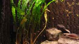 aquarium-von-haens84---lake-tanganjika--_Cryptocoryne usteriana