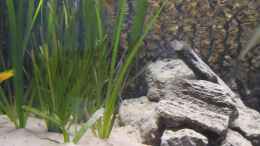 aquarium-von-haens84---lake-tanganjika--_Vallisneria gigantea