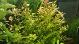 aquarium-von-el-hein-the-kitchen-tank_Rotala rotundifolia, teilschnitt, assimilierend