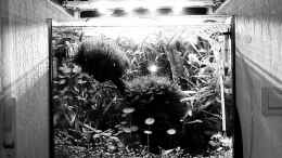 aquarium-von-el-hein-the-kitchen-tank_blackandwhite