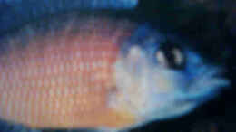 Foto mit Copadochromis kadangored fin