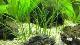 aquarium-von-locke1992-the-beginning-nur-noch-als-beispiel_Vallisneria Natans