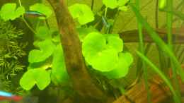 aquarium-von-life-amazonas-460l_Hydrocotyle leucocephala