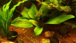 aquarium-von-life-amazonas-460l_