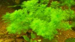 aquarium-von-life-amazonas-460l_Myriophyllum mattogrossense