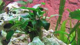 aquarium-von-andreas-novak-becken-22922_Anubias