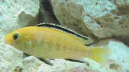 Foto mit Labidochromis yellow - Männchen