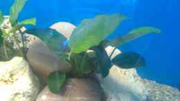 aquarium-von-bas-ti-malawi-dream_Anubias barteri