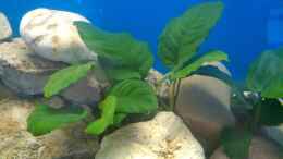 aquarium-von-bas-ti-malawi-dream_Anubias barteri