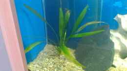 aquarium-von-bas-ti-malawi-dream_Echinodorus amazonicus