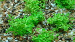 aquarium-von-marina-gesellschaftsbecken_Hemianthus callitrichoides Cuba