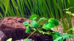 aquarium-von-marina-gesellschaftsbecken_Anubias barteri