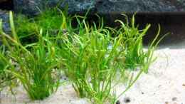 aquarium-von-marina-gesellschaftsbecken_Lilaeopsis mauritiana