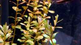 aquarium-von-marina-gesellschaftsbecken_Rotala rotundifolia