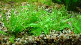 aquarium-von-marina-gesellschaftsbecken_Pogostemon helferi