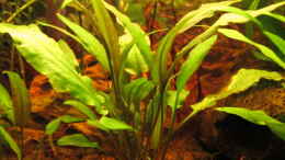 aquarium-von-locke1992-land-of-the-rising-sun_Cryptocoryne