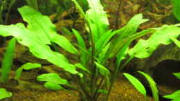 aquarium-von-locke1992-land-of-the-rising-sun_Cryptocoryne