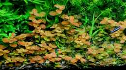 aquarium-von-amazonas-flower-power_Ludwigia ovalis