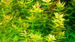 aquarium-von-amazonas-flower-power_Rotala macrandra Wavy