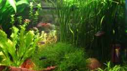 aquarium-von-claudia-knops-becken-2297_