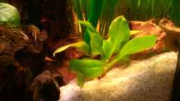 aquarium-von-grek77-des-neons-feuchter-traum_Echinodorus Tropica