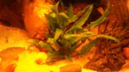 aquarium-von-grek77-des-neons-feuchter-traum_Cryptocoryne beckettii