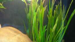 aquarium-von-linlan-amazonparadies_vallisneria