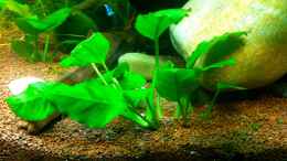 aquarium-von-linlan-amazonparadies_