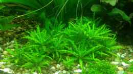 aquarium-von-pflanzenbecken-becken-23057_Pogostemon Helferi