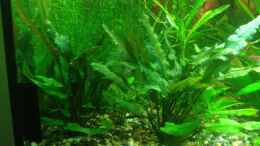 aquarium-von-pflanzenbecken-becken-23057_cryptocoryne beckettii