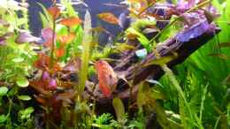 aquarium-von-dirkvader71-becken-23059_