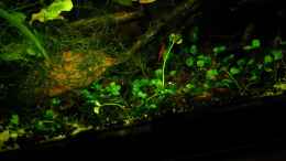 aquarium-von-flossenbeschauer-red-fire_ Marsilea hirsuta