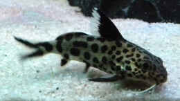 Foto mit Synodontis multipunctatus