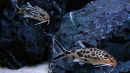 Foto mit Synodontis Multipunctatus