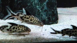 Foto mit Synodontis multipunctatus