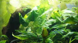 aquarium-von-bartey-pfuetze_Anubias