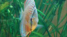 aquarium-von-thomas-graf-becken-2310_Rio Tefe