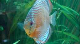 aquarium-von-thomas-graf-becken-2310_Rio Tefe gruen