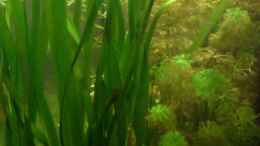 aquarium-von-rainbowfan-underwater-rainbows-nurnoch-beispiel_Vallisneria gigantea