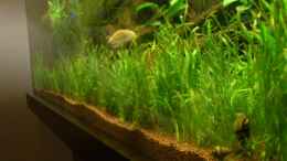 aquarium-von-rainbowfan-underwater-rainbows-nurnoch-beispiel_Bepflanzte lange Seite des Beckens mit Neuseelandgras