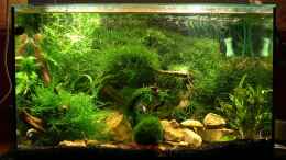 aquarium-von-tanja-schmidt-becken-2312_Mein Kleines 