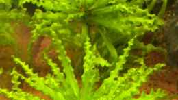 aquarium-von-capitan-hook-maerchenwald_Pogostemon(helferi)