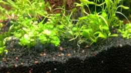 aquarium-von-capitan-hook-maerchenwald_Hemianthus und Glossostigma elatinoides