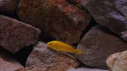 Foto mit Labidochromis Yellow