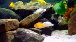 aquarium-von-dennis-huter-becken-232_