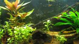 aquarium-von-lisa-k--south-american-dream_23.09.2012