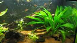 aquarium-von-lisa-k--south-american-dream_23.09.2012